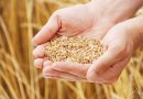 Специалист ответит на вопросы по декларированию соответствия зерна и сельхозпродукции