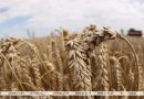 Аграрии собрали более 3,2 млн тонн зерна с учетом рапса