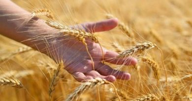 Белорусские аграрии с учетом рапса намолотили более 4,2 млн тонн зерна